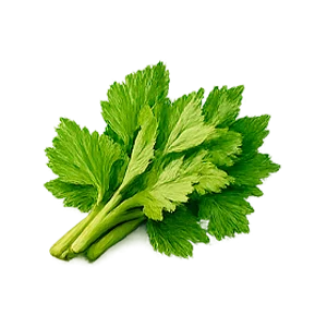 Proman — celery (Apium graveolens)