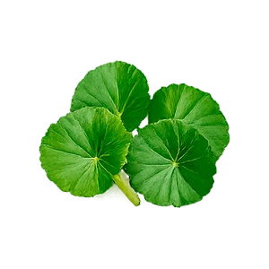 Proman — gotu kola (Centella asiatica)